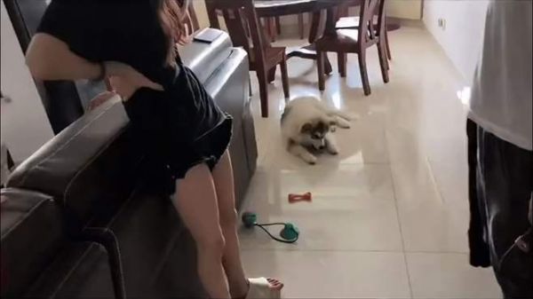 狗狗服从性差怎么办 狗狗不服从主人怎么办