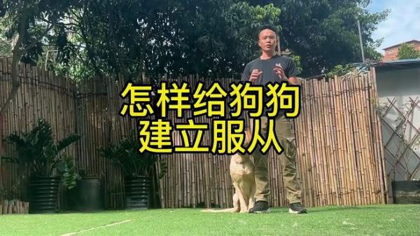狗狗服从性训练有效的方法有哪些 狗狗的服从性应该怎样建立