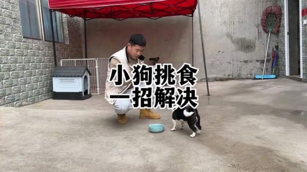 狗狗挑食怎么办 小狗挑食一招解决