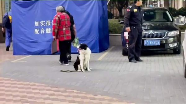 边牧狗狗室外复杂环境抗干扰坐定训练日常