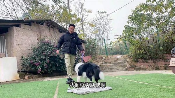 如何制止狗狗咬东西,如何教狗狗上毯子休息?