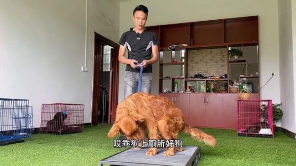狗狗大小便训练方法 金毛大小便训练