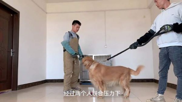 暴躁金毛先制服,再建立信任然后让它学会服从!