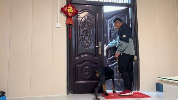狗狗进出门训练方法 杜宾训狗方法视频