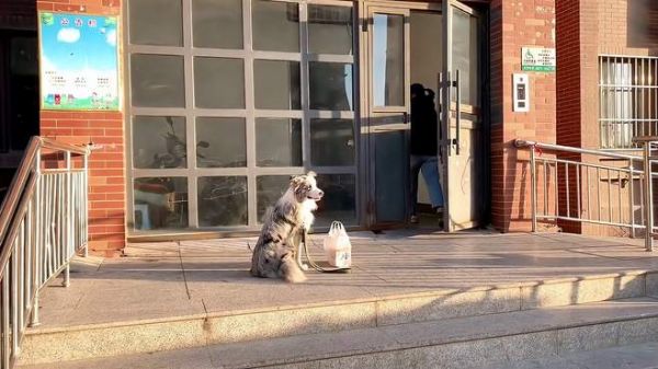 兴奋边牧训练后效果 狗狗坐定运用场景好处