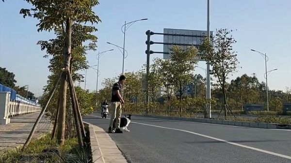 很多狗子都喜欢追车,狗主人管不住还是不想管是个大问题