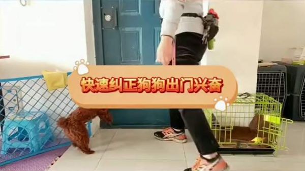 快速纠正狗狗出门太兴奋