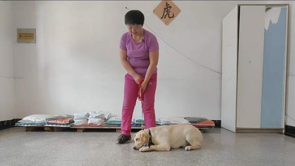 训练狗狗原地靠,原地考是最能检验狗狗的服从性