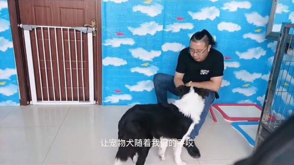 边牧转圈动作教学视频 怎么训练边牧转圈圈