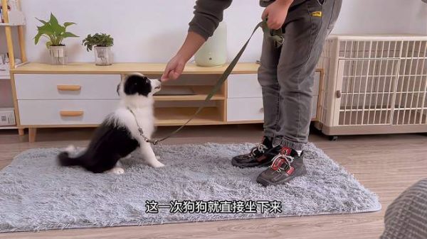 狗狗的训练基础口令,坐和坐定等待