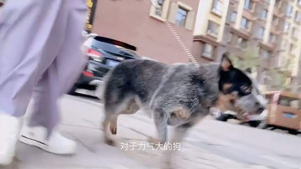 纠正狗爆冲跟狗的力气大小没有太直接的关系,只要用对方案和工具