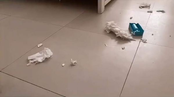 你家狗狗为什么拆家?狗狗拆家如何纠正方法视频