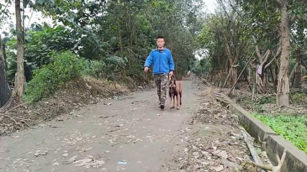 狗子爆冲怎么办狗 狗出门爆冲怎么纠正