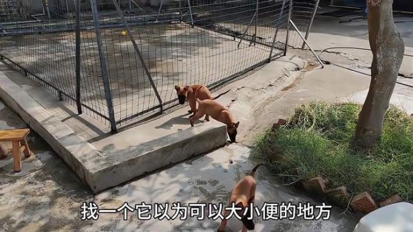 幼犬一到两个月它的大小便行为我们可以做一些什么