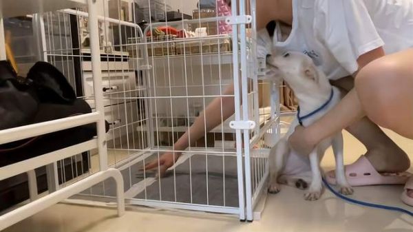 三分钟教你如何让狗知道哪里可以排便,哪里不可以