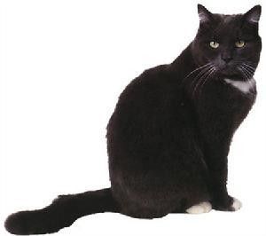 家猫