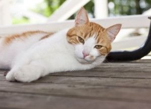 家猫
