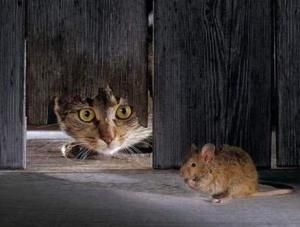 家猫