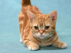 家猫