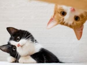 家猫