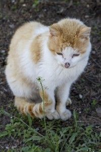 家猫