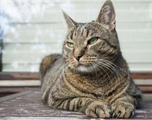 家猫