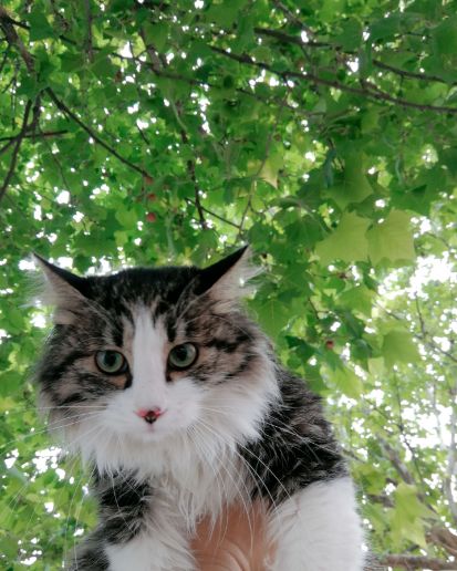 家猫