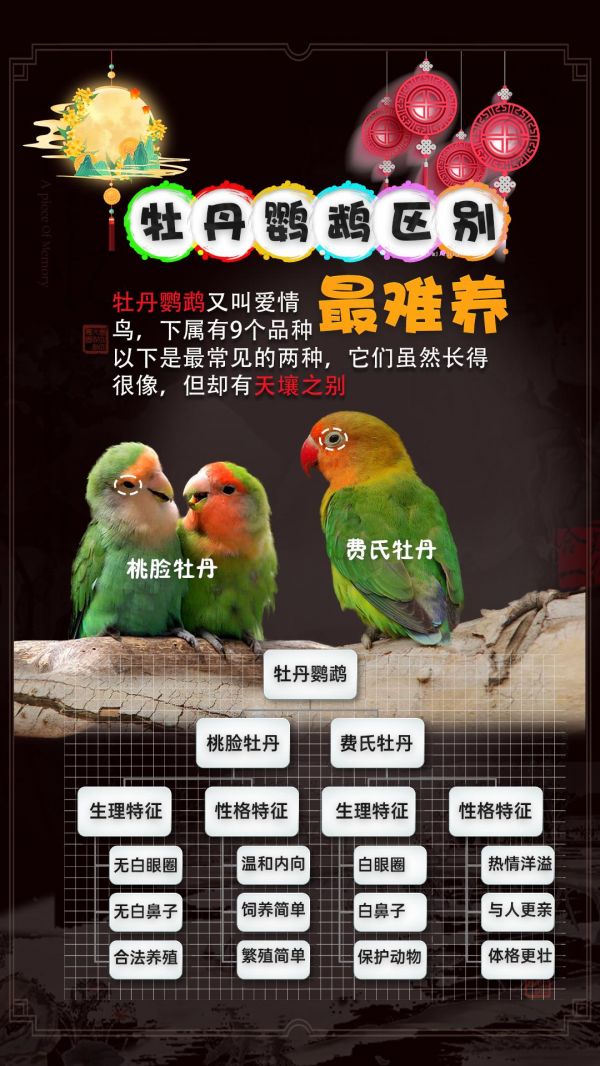 第16集：一张图让你透彻了解牡丹鹦鹉，真正的“同鸟不同命”#鹦鹉 #鹦鹉鹦鹉萌萌哒逗鹦鹉 #牡丹鹦鹉 #手养鹦鹉