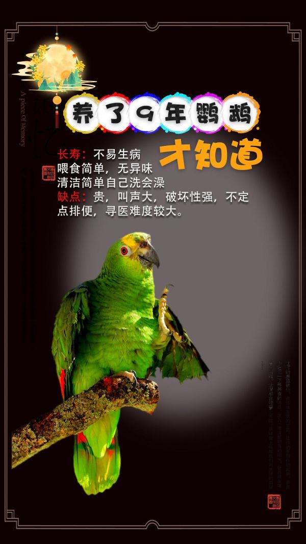 第17集：养鹦鹉9年，我悟了。#鹦鹉 #鹦鹉鹦鹉萌萌哒逗鹦鹉 #手养鹦鹉 #鹦鹉小白