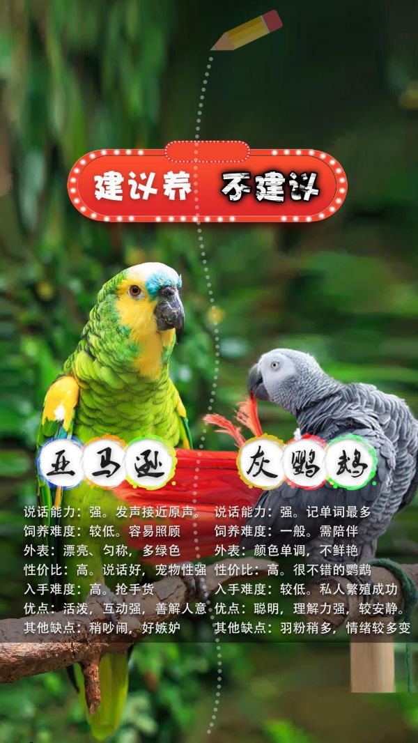 第18集：鹦鹉说话及饲养难度排行榜。鹦鹉说话及饲养难度排行榜#鹦鹉 #鹦鹉鹦鹉萌萌哒逗鹦鹉 #手养鹦鹉 #鹦鹉小白