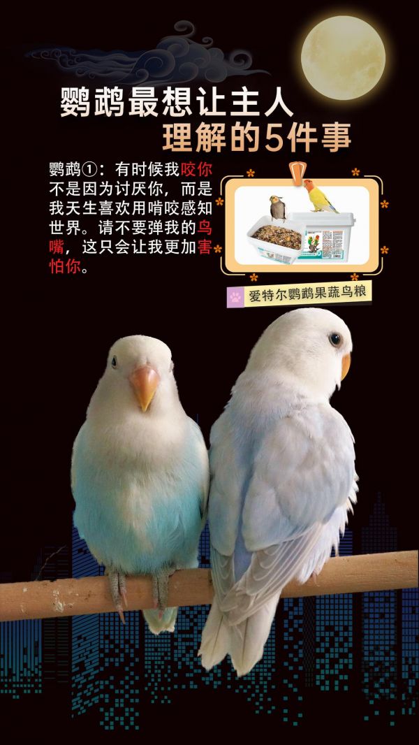 第19集：鹦鹉最想让主人理解的五件事#鹦鹉 #鹦鹉鹦鹉萌萌哒逗鹦鹉 #鹦鹉小白