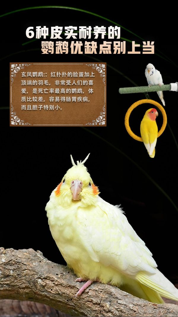 第21集：适合新手小白皮实耐养的6种鹦鹉#鹦鹉 #鹦鹉鹦鹉萌萌哒逗鹦鹉 #鹦鹉小白