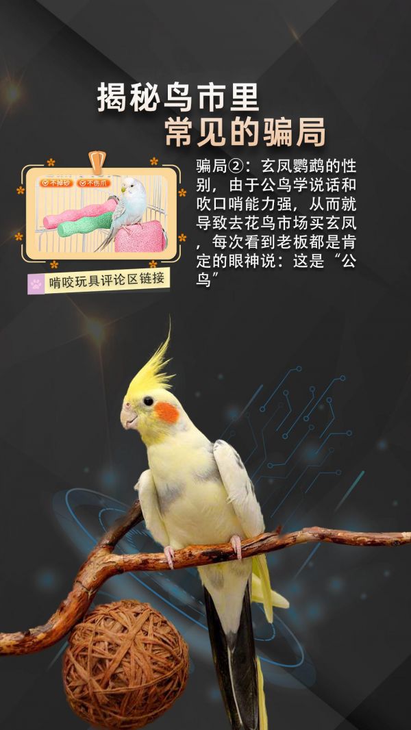 第20集：揭秘鸟市里常见的鹦鹉骗局#鹦鹉 #鹦鹉鹦鹉萌萌哒逗鹦鹉 #鹦鹉小白