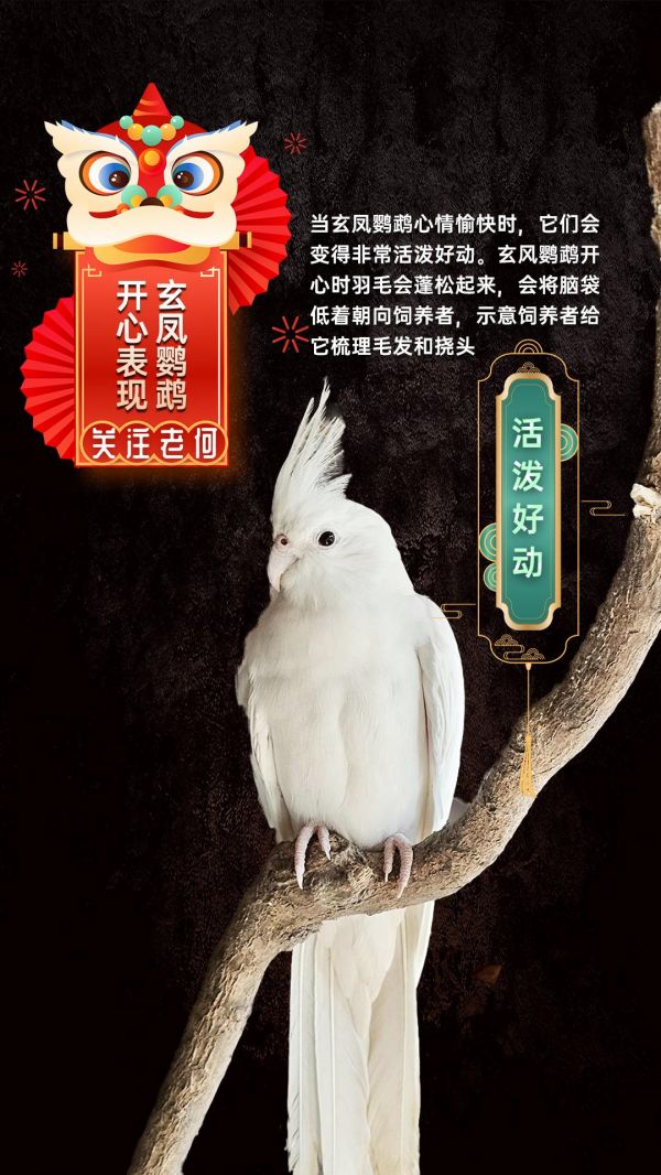 第24集：哪些特征代表玄凤鹦鹉非常开心#鹦鹉 #鹦鹉 #鹦鹉鹦鹉萌萌哒逗鹦鹉