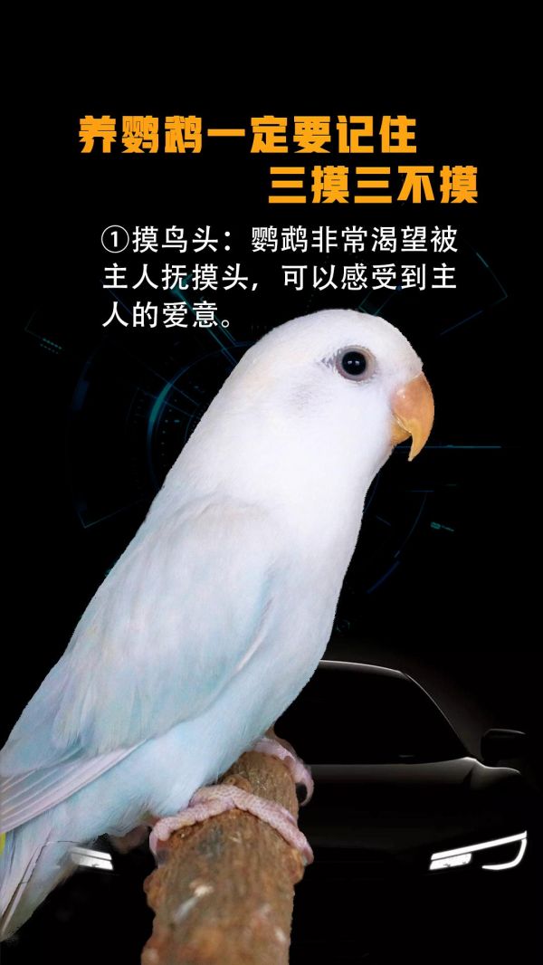 第22集：新手养鹦鹉一定要记住，三摸三不摸#鹦鹉 #鹦鹉鹦鹉萌萌哒逗鹦鹉 #鹦鹉小白