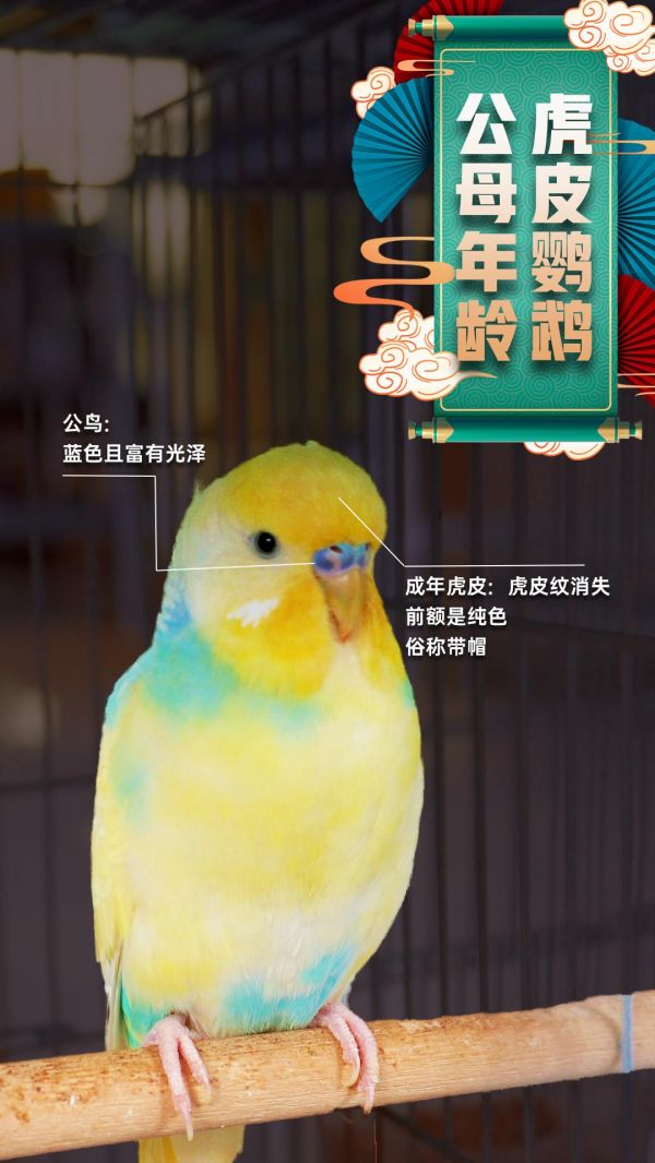 第23集：教你如何轻松辨别虎皮鹦鹉的性别和年龄！#鹦鹉 #鹦鹉鹦鹉萌萌哒逗鹦鹉 #虎皮鹦鹉 #手养鹦鹉