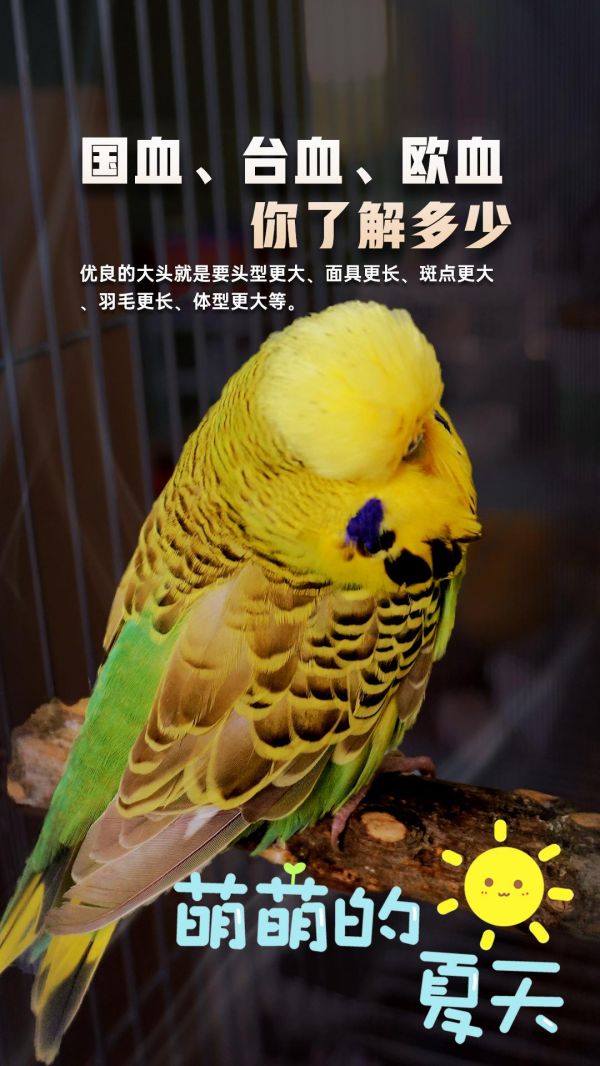 第25集：国外大头虎皮鹦鹉高达上万元，国内大头虎皮百元不到，了解国血、欧血、台血的由来#鹦鹉 #鹦鹉 #鹦鹉鹦鹉萌萌哒逗鹦鹉