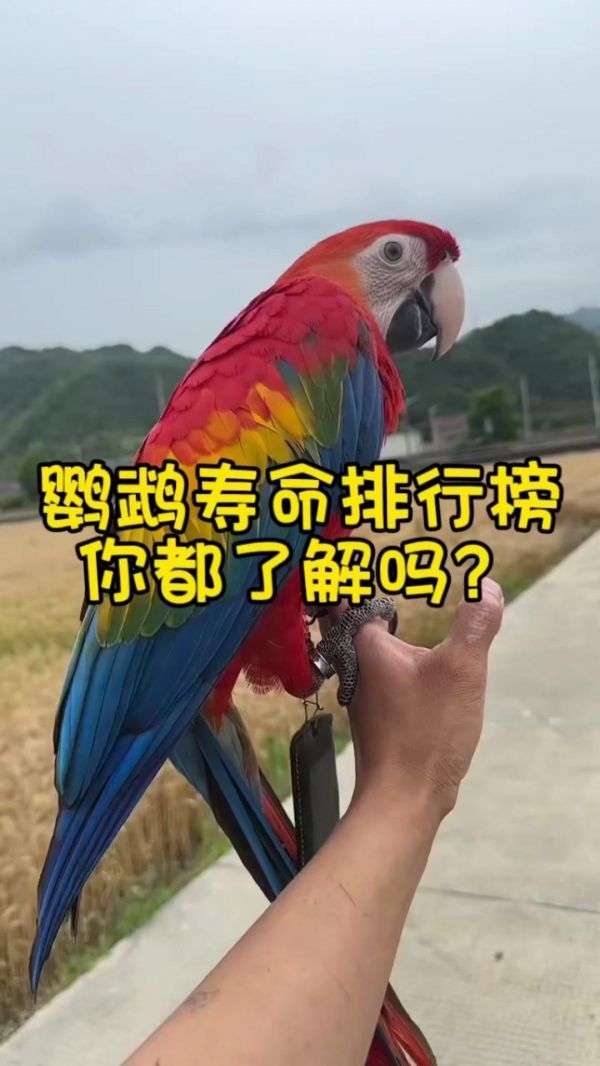14种鹦鹉的寿命排行榜，你会选哪一种来和你共度时光呢？ 虎皮鹦鹉：7-15年 玄凤鹦鹉：15-25年 牡丹鹦鹉：10-15年 小太阳鹦鹉：20-30年 金太阳鹦鹉：20-30年 和尚鹦鹉：20-30年 彩虹蜥蜴鹦鹉：30-35年 月轮鹦鹉：30-50年 凯克鹦鹉：20-30年 俄中鹦鹉：35-60年 非洲灰鹦鹉：50-80年 亚马逊鹦鹉：50-90年 凤头鹦鹉：50-100年 金刚鹦鹉：50-100年 #鹦鹉#寿命#宠物