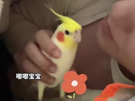 抓小鸡来唱比胳膊 #鹦鹉 #玄凤鹦鹉