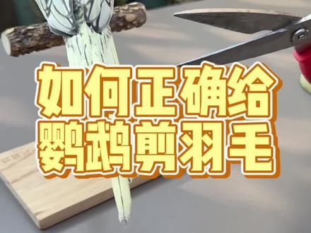 如何正确给鹦鹉剪羽毛 #鹦鹉小白 #鹦鹉鹦鹉萌萌哒逗鹦鹉 #鹦鹉