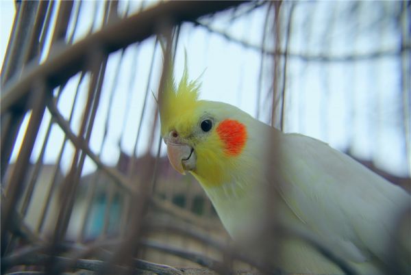 玄凤鹦鹉