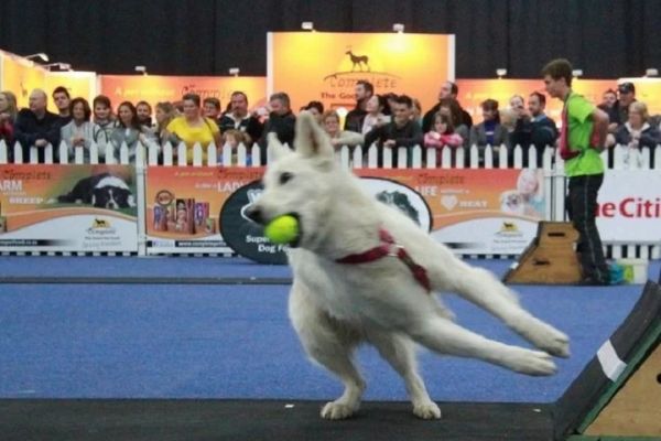 南非国际宠物用品展览会Pet Expo(www.828i.com)