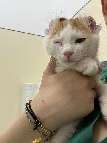 温柔的医护猫日子