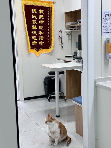 在南京见到小猫给宠物医院送锦旗‼️