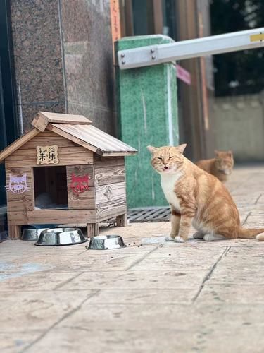 温暖瞬间：猫咪眼中