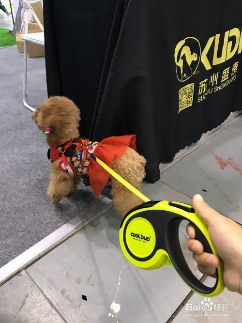 狗狗一系牵引绳就乱咬，铲屎官应该怎么做？