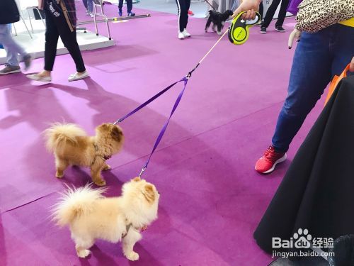 狗狗一系牵引绳就乱咬，铲屎官应该怎么做？