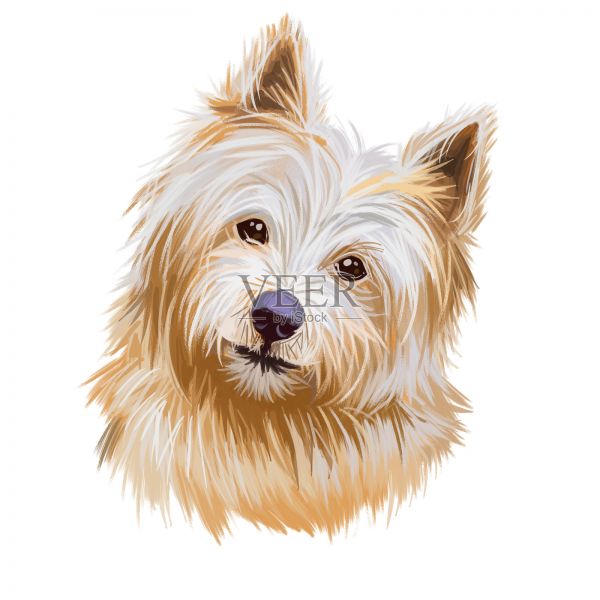 诺威奇犬宠物与长毛和善良的口吻数字艺术。犬类狼疮，英国起源的宠物，水彩肖像和文字品种名称。家养动物狗狗猎犬设计元素图片