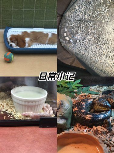 宠物用品集合店看新奇宠物