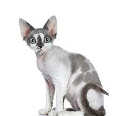 猫咪也会晒伤!首席兽医小贴士:出门最好要给猫猫涂防晒霜